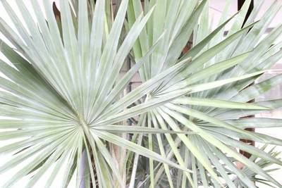 BISMARCKIA NOBILIS